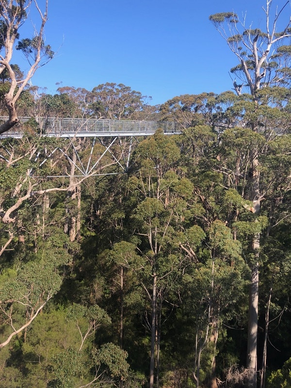Treetop walk