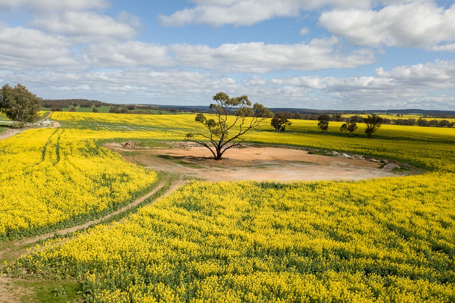 A tree in the middle of a canola field