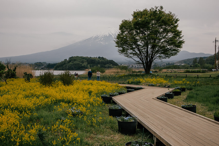 The picturesque lakeside Oishi Park provides a relaxing spot to see the famous Mt. Fuji.