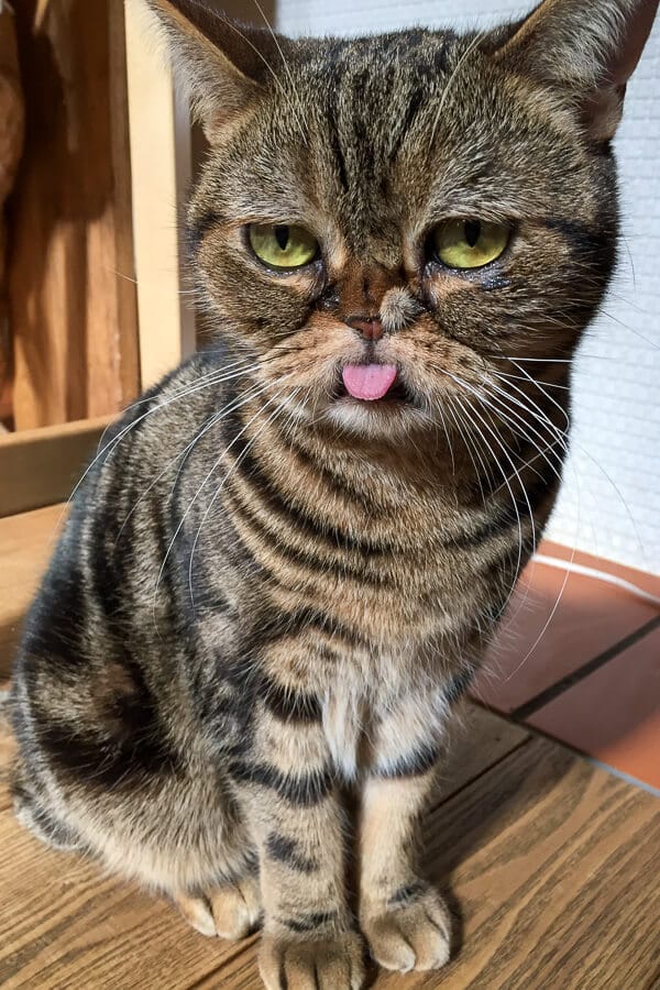 A grumpy cat in a Cat Cafe in Osaka