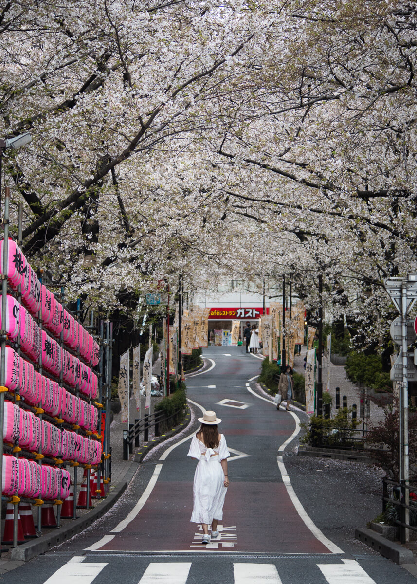 Best Tokyo Cherry Blossom Spots